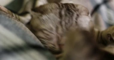 Yorgun tekir kedi esneme yakın çekim.