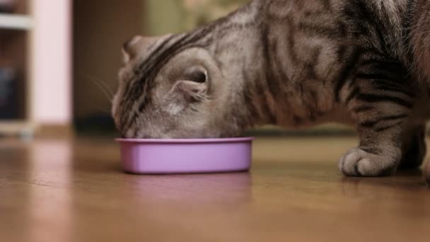 Chat gris mange avec plaisir . — Video