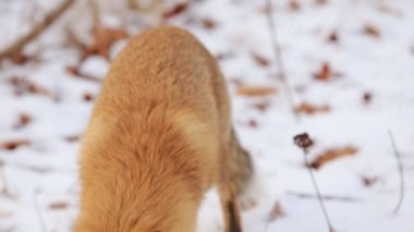 Red Fox Vulpes vulpes sırasında belgili tanımlık kış kar ile kaplı zemin
