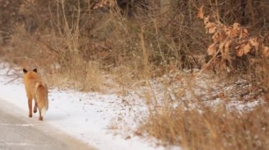 Red Fox Vulpes vulpes sırasında belgili tanımlık kış kar ile kaplı zemin