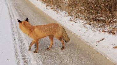 Red Fox Vulpes vulpes sırasında belgili tanımlık kış kar ile kaplı zemin