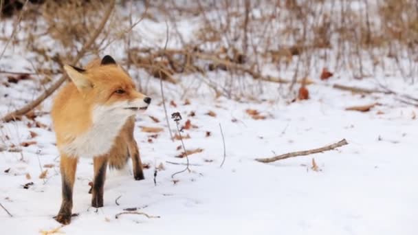 雪と冬の間に赤い狐ホンドギツネ キツネ属に地面が覆われています。 — ストック動画