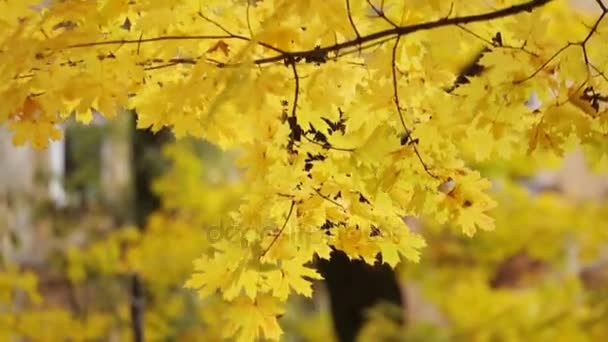 Arany levelek a fák autmn napján. Sárga levelek. Autmn levelek a szélben