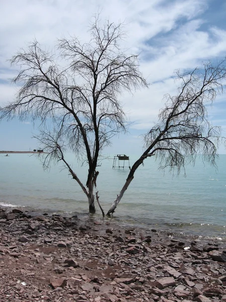 Balkaş shore ağaç