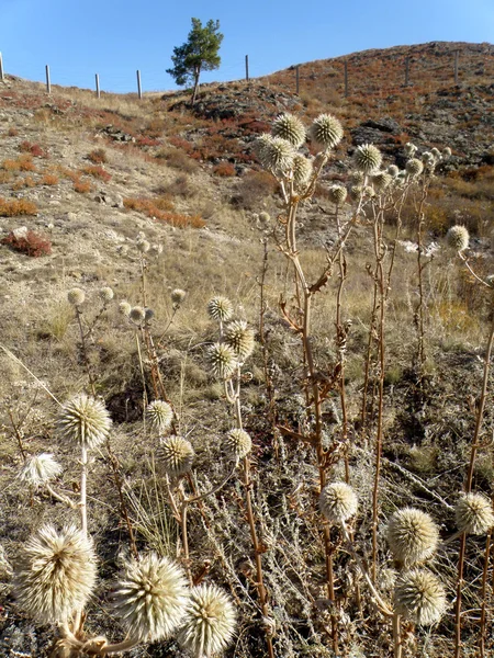deve-Thorn kuru kaynaklanıyor