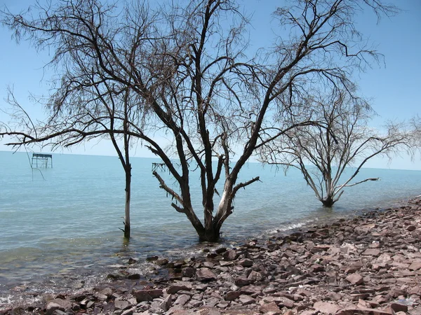 Balkaş kıyı ağaçlar ile