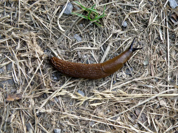 Slug close-up shot — Stock Photo, Image