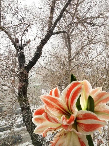 Amarillis bir kış penceresinde