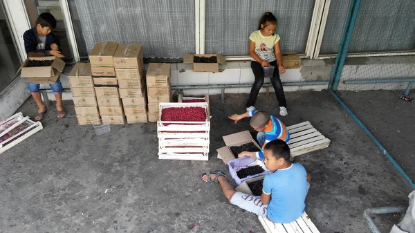 Greengrocery. Asya çocuk çalışma. İki erkek ve kız yere oturuyor ve şımarık ahududu kutularında seçin.