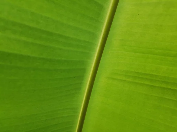 Feuille de banane fraîche fermée — Photo