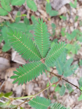 Vahşi Mimosa pudica