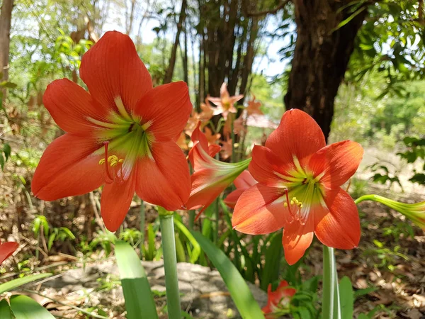 Red Bloom Hippeastrum