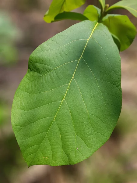 Daun Teak tertutup — Stok Foto