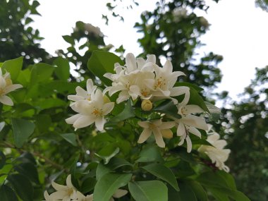 Canlı turuncu Yasemin