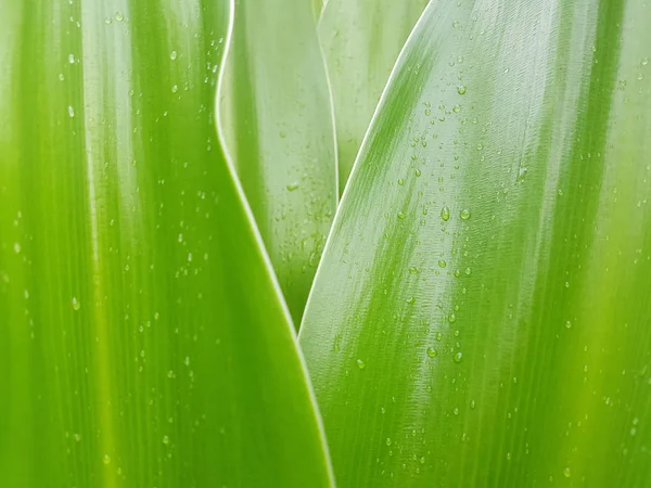 Crinum Lily sair com gota de chuva — Fotografia de Stock