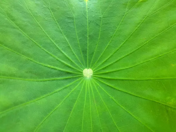 Feuille de lotus fraîche fermée — Photo