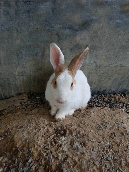 Portrait de lapin blanc — Photo