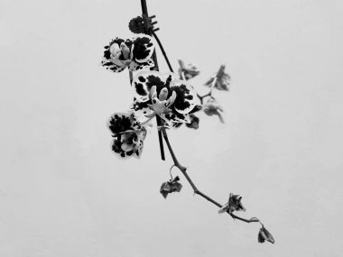 Siyah ve beyaz orkide