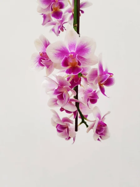 Orchidea virág fejjel lefelé — Stock Fotó
