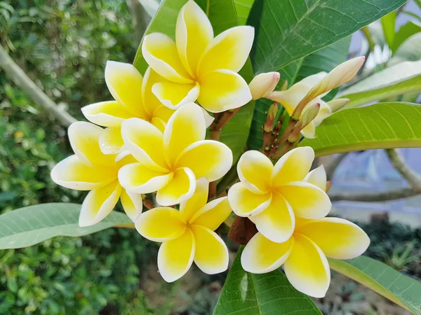 Sarı plumeria çiçek