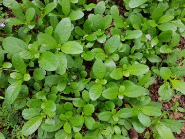 Zemin örtüsü alan