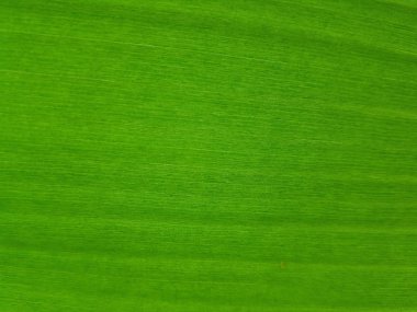 Muz yaprak satırları