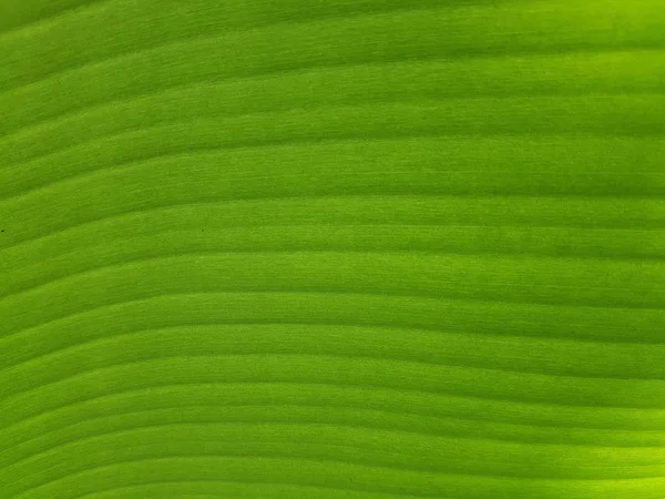Детальне свіжі Banana Leaf — стокове фото
