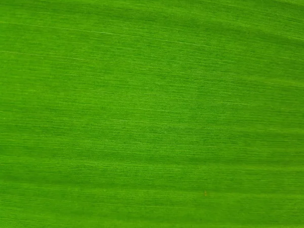 Banana leaf linjer — Stockfoto