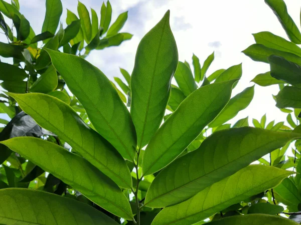 Botanical detail of kantali champa leaves — Stok Foto