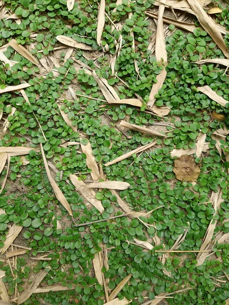 Ground cover leaves — Stok Foto