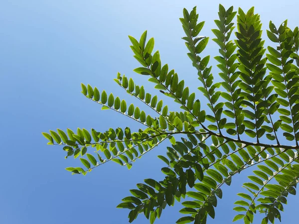 Face Ciel Sous Arbre Dans Journée Cloud Clearing — Photo