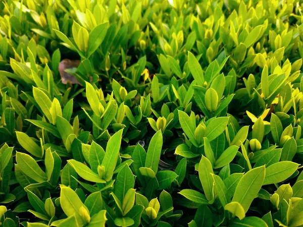 Cerrado Verde Ixora Arbusto Día Soleado Solo Hojas Sin Flor — Foto de Stock