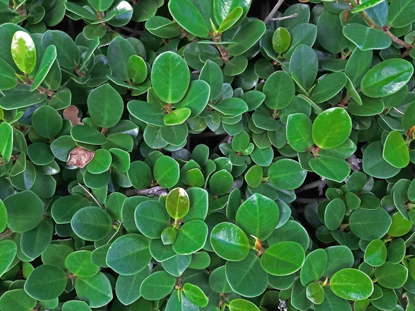 Cerrado Vista Superior Verde Moraceae Hojas Arbusto — Foto de Stock
