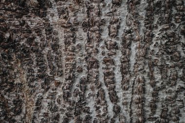 kabuk ahşap doku arka plan