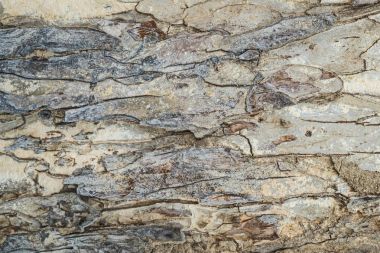 Kabuk ahşap doku adam