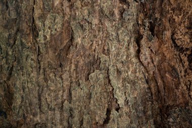 Ahşap doku arkaplanını kapat.