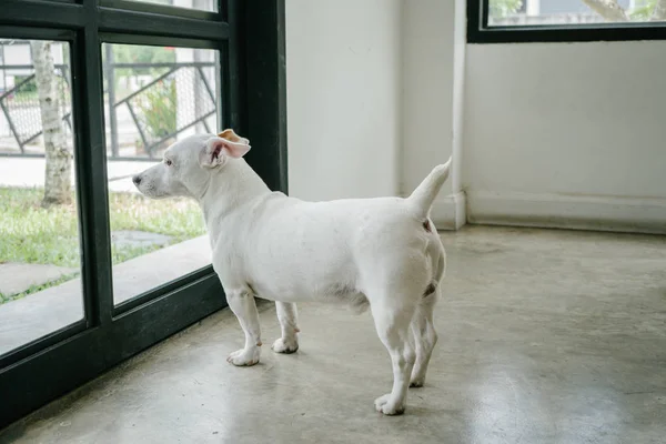 Jack Russell evde bekliyor ve yalnız konsept.
