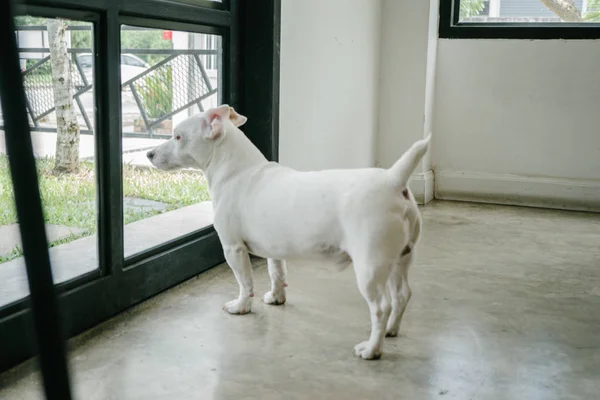 Jack Russell evde bekliyor ve yalnız konsept.
