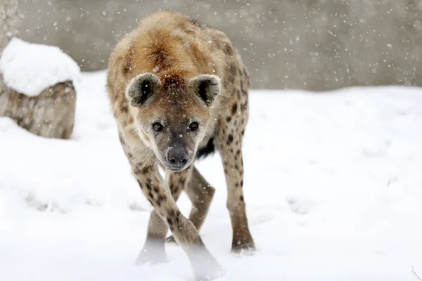 Hyena's in de sneeuw — Stockfoto