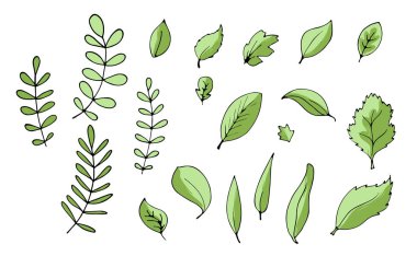 Sulu izole anahat renkli meyve vektör çizim