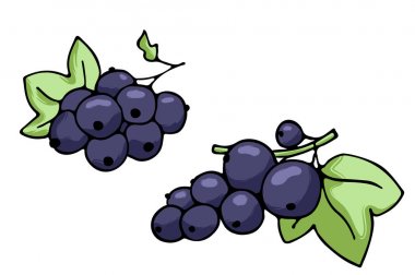 Sulu izole anahat renkli meyve vektör çizim