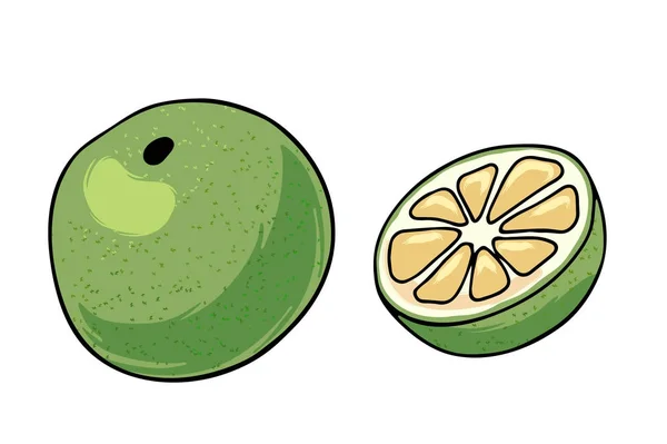 Ilustración vectorial de jugoso esquema aislado fruta colorida — Archivo Imágenes Vectoriales