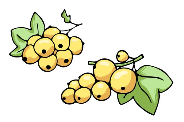 Vectorillustratie van sappige geïsoleerde overzicht kleurrijk fruit — Stockvector