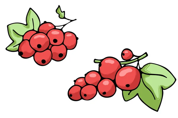 Ilustracja wektorowa kolorowe owoce soczyste kontur na białym tle — Wektor stockowy