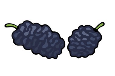 Sulu izole anahat renkli meyve vektör çizim