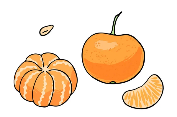 Vectorillustratie van sappige geïsoleerde overzicht kleurrijk fruit — Stockvector