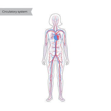 dolaşım sistemi anatomisi