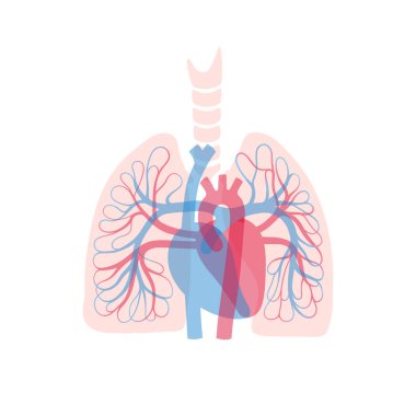 dolaşım sistemi anatomisi