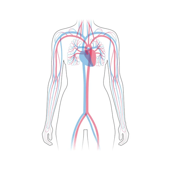 Anatomie du système circulatoire — Image vectorielle