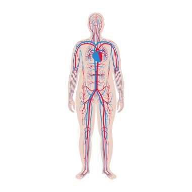 dolaşım sistemi anatomisi